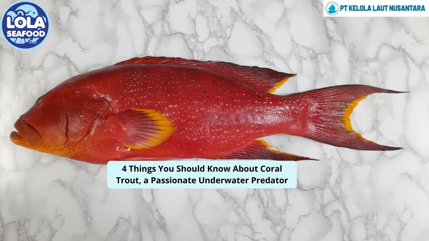 4 Things You Should Know About Coral Trout, a Passionate Underwater Predator